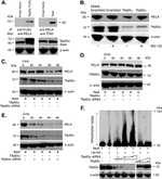 NFkB p65 Antibody in Western Blot (WB)