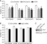 GAPDH Antibody in Western Blot (WB)