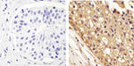 GAPDH Antibody in Immunohistochemistry (Paraffin) (IHC (P))