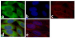 GAPDH Antibody in Immunocytochemistry (ICC/IF)