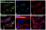 Galectin 1 Antibody in Immunocytochemistry (ICC/IF)