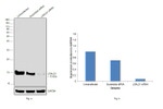 Galectin 1 Antibody in Western Blot (WB)