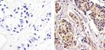 RelB Antibody in Immunohistochemistry (Paraffin) (IHC (P))