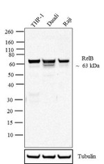 RelB Antibody in Western Blot (WB)