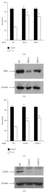 CYLD Antibody in Western Blot (WB)