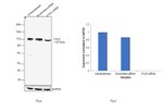 CYLD Antibody