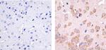 CYLD Antibody in Immunohistochemistry (Paraffin) (IHC (P))