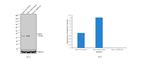 Caspase 3 Antibody in Western Blot (WB)