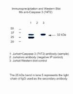 Caspase 3 Antibody in Immunoprecipitation (IP)