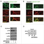 PP1 alpha Antibody in Western Blot (WB)