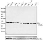 PP1 alpha Antibody in Western Blot (WB)