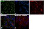 ATP synthase Antibody in Immunocytochemistry (ICC/IF)