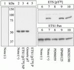 Phospho-ETS1 (Thr38) Antibody