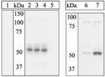 Phospho-ETS1 (Ser282, Ser285) Antibody in Western Blot (WB)