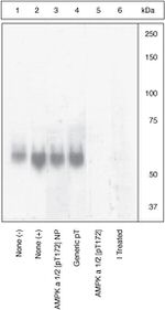 Phospho-AMPK alpha-1,2 (Thr183, Thr172) Antibody