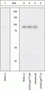 Phospho-STAT3 (Ser727) Antibody