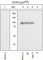 Phospho-STAT5 alpha (Tyr694) Antibody in Western Blot (WB)