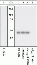 Phospho-MEK1 (Thr292) Antibody