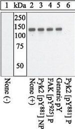 Phospho-PYK2 (Tyr881) Antibody in Western Blot (WB)