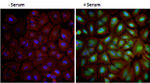 Phospho-AKT1 (Ser473) Antibody in Immunocytochemistry (ICC/IF)