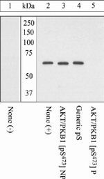 Phospho-AKT1 (Ser473) Antibody in Western Blot (WB)