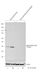 Phospho-p38 MAPK (Thr180, Tyr182) Antibody