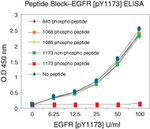 Phospho-EGFR (Tyr1173) Antibody in peptide-ELISA (pep-ELISA)