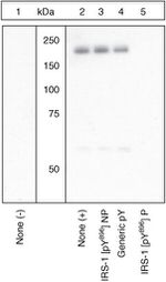 Phospho-IRS1 (Tyr896) Antibody in Western Blot (WB)