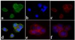 Phospho-PDGFRA/PDGFRB (Tyr572, Tyr574) Antibody in Immunocytochemistry (ICC/IF)