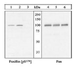 Phospho-Paxillin (Ser178) Antibody in Western Blot (WB)