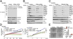 Phospho-VEGF Receptor 2 (Tyr1054, Tyr1059) Antibody in Western Blot (WB)