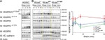 Phospho-VEGF Receptor 2 (Tyr1054, Tyr1059) Antibody in Western Blot (WB)