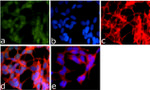 Phospho-PTEN (Ser370) Antibody in Immunocytochemistry (ICC/IF)