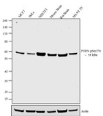 Phospho-PTEN (Ser370) Antibody in Western Blot (WB)