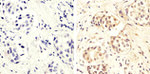 Phospho-PTEN (Ser370) Antibody in Immunohistochemistry (Paraffin) (IHC (P))