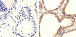 Phospho-PTEN (Ser370) Antibody in Immunohistochemistry (Paraffin) (IHC (P))