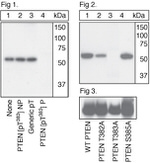 Phospho-PTEN (Thr383) Antibody in Western Blot (WB)