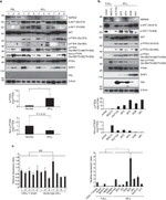 Phospho-PTEN (Ser385) Antibody in Western Blot (WB)