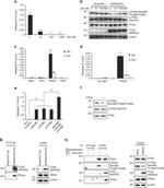 Phospho-PTEN (Ser385) Antibody in Western Blot (WB)