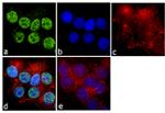 Phospho-PTEN (Ser380, Thr382, Ser385) Antibody in Immunocytochemistry (ICC/IF)