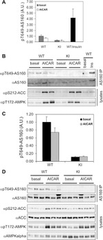 Phospho-AS160 (Thr642) Antibody in Western Blot (WB)