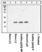 Phospho-Cofilin (Ser3) Antibody in Western Blot (WB)