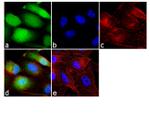 Phospho-Cofilin (Ser3) Antibody in Immunocytochemistry (ICC/IF)