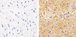 Phospho-Vinculin (Tyr822) Antibody in Immunohistochemistry (Paraffin) (IHC (P))