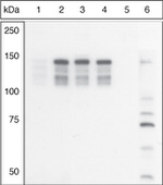 Phospho-MYLK (Ser1760) Antibody in Western Blot (WB)
