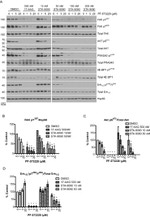 PRAS40 Antibody in Western Blot (WB)