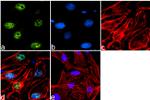 Phospho-ETS2 (Thr72) Antibody in Immunocytochemistry (ICC/IF)