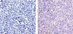 Phospho-ETS2 (Thr72) Antibody in Immunohistochemistry (Paraffin) (IHC (P))