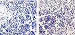 Phospho-ETS2 (Thr72) Antibody in Immunohistochemistry (Paraffin) (IHC (P))