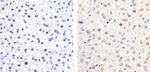 Phospho-ETS2 (Thr72) Antibody in Immunohistochemistry (Paraffin) (IHC (P))